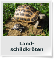 Land- schildkröten