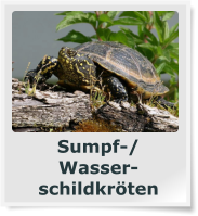 Sumpf-/ Wasser- schildkröten