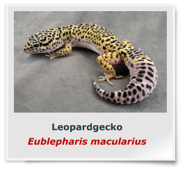Leopardgecko Eublepharis macularius