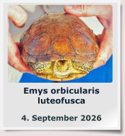 Emys orbicularis luteofusca  4. September 2026