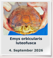 Emys orbicularis luteofusca  4. September 2026