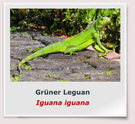 Grüner Leguan Iguana iguana