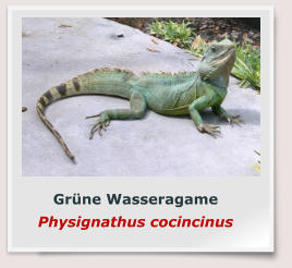 Grüne Wasseragame Physignathus cocincinus