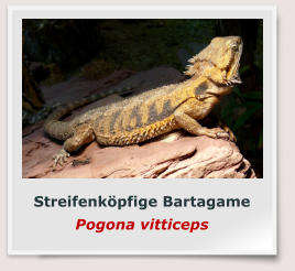 Streifenköpfige Bartagame Pogona vitticeps