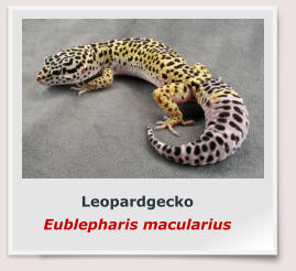 Leopardgecko Eublepharis macularius