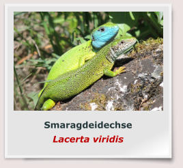 Smaragdeidechse Lacerta viridis