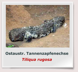 Ostaustr. Tannenzapfenechse Tiliqua rugosa
