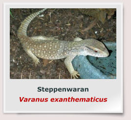 Steppenwaran Varanus exanthematicus