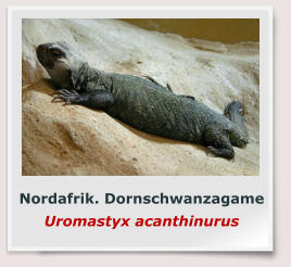 Nordafrik. Dornschwanzagame Uromastyx acanthinurus