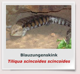 Blauzungenskink Tiliqua scincoides scincoides