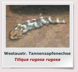 Westaustr. Tannenzapfenechse Tiliqua rugosa rugosa
