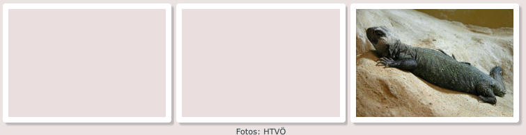 Fotos: HTVÖ