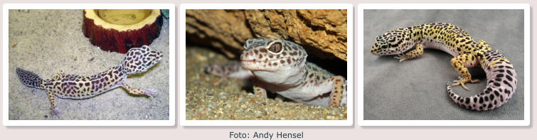 Foto: Andy Hensel