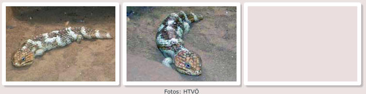 Fotos: HTVÖ