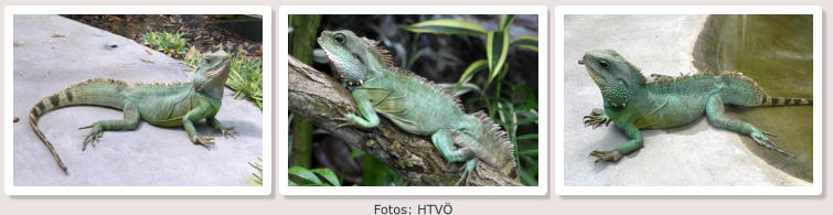 Fotos: HTVÖ
