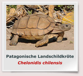 Patagonische Landschildkröte Chelonidis chilensis