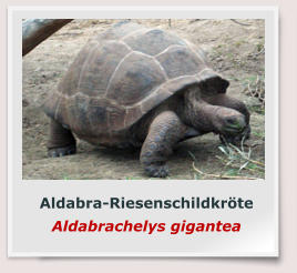 Aldabra-Riesenschildkröte Aldabrachelys gigantea