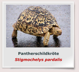 Pantherschildkröte Stigmochelys pardalis