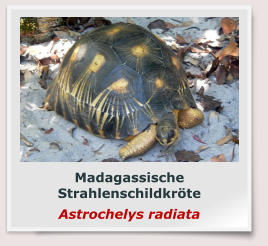 Madagassische Strahlenschildkröte Astrochelys radiata