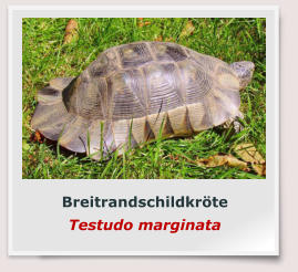 Breitrandschildkröte Testudo marginata