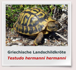 Griechische Landschildkröte Testudo hermanni hermanni