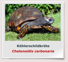 Köhlerschildkröte Chelonoidis carbonaria