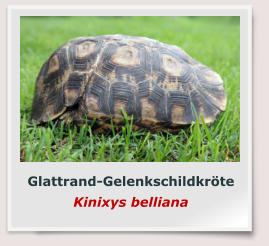 Glattrand-Gelenkschildkröte Kinixys belliana