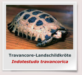 Travancore-Landschildkröte Indotestudo travancorica