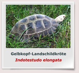 Gelbkopf-Landschildkröte Indotestudo elongata