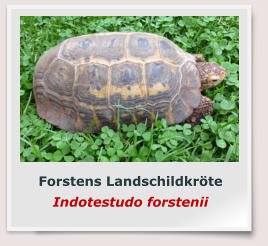 Forstens Landschildkröte Indotestudo forstenii