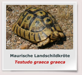 Maurische Landschildkröte Testudo graeca graeca