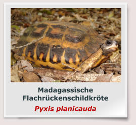 Madagassische Flachrückenschildkröte Pyxis planicauda