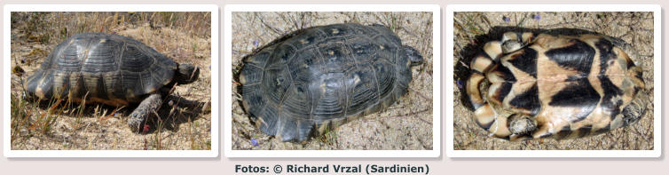 Fotos: © Richard Vrzal (Sardinien)