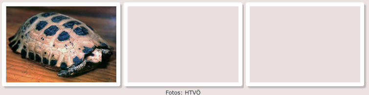 Fotos: HTVÖ