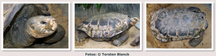 Fotos: © Torsten Blanck