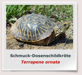 Schmuck-Dosenschildkröte Terrapene ornata
