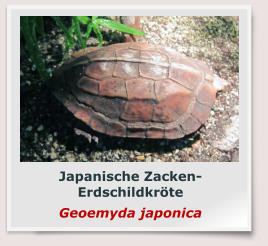 Japanische Zacken-Erdschildkröte Geoemyda japonica