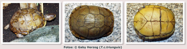 Fotos: © Gaby Herzog (T.c.triunguis)