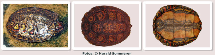 Fotos: © Harald Sommerer