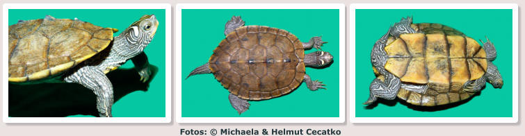 Fotos: © Michaela & Helmut Cecatko