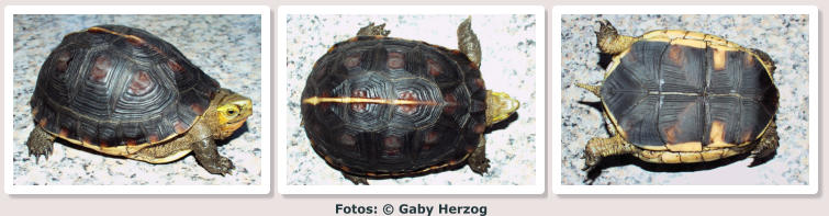 Fotos: © Gaby Herzog