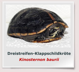 Dreistreifen-Klappschildkröte Kinosternon baurii