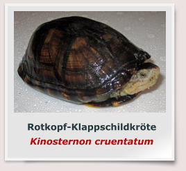 Rotkopf-Klappschildkröte Kinosternon cruentatum