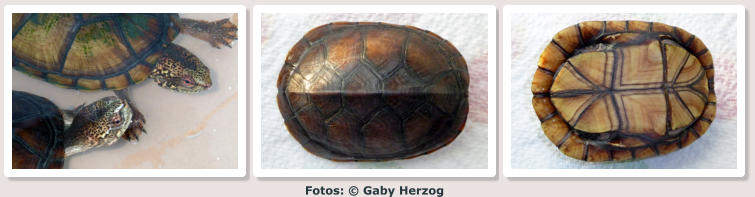 Fotos: © Gaby Herzog