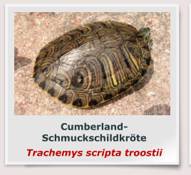 Cumberland-Schmuckschildkröte Trachemys scripta troostii