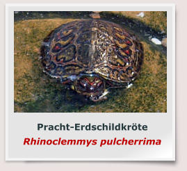 Pracht-Erdschildkröte Rhinoclemmys pulcherrima