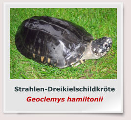 Strahlen-Dreikielschildkröte Geoclemys hamiltonii