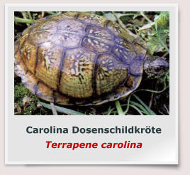Carolina Dosenschildkröte Terrapene carolina