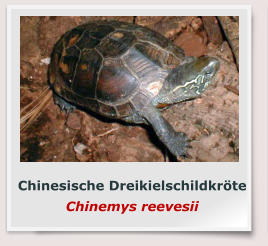Chinesische Dreikielschildkröte Chinemys reevesii