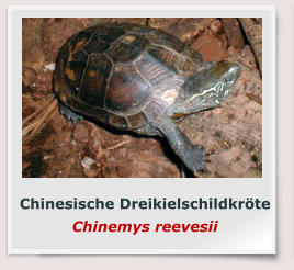 Chinesische Dreikielschildkröte Chinemys reevesii